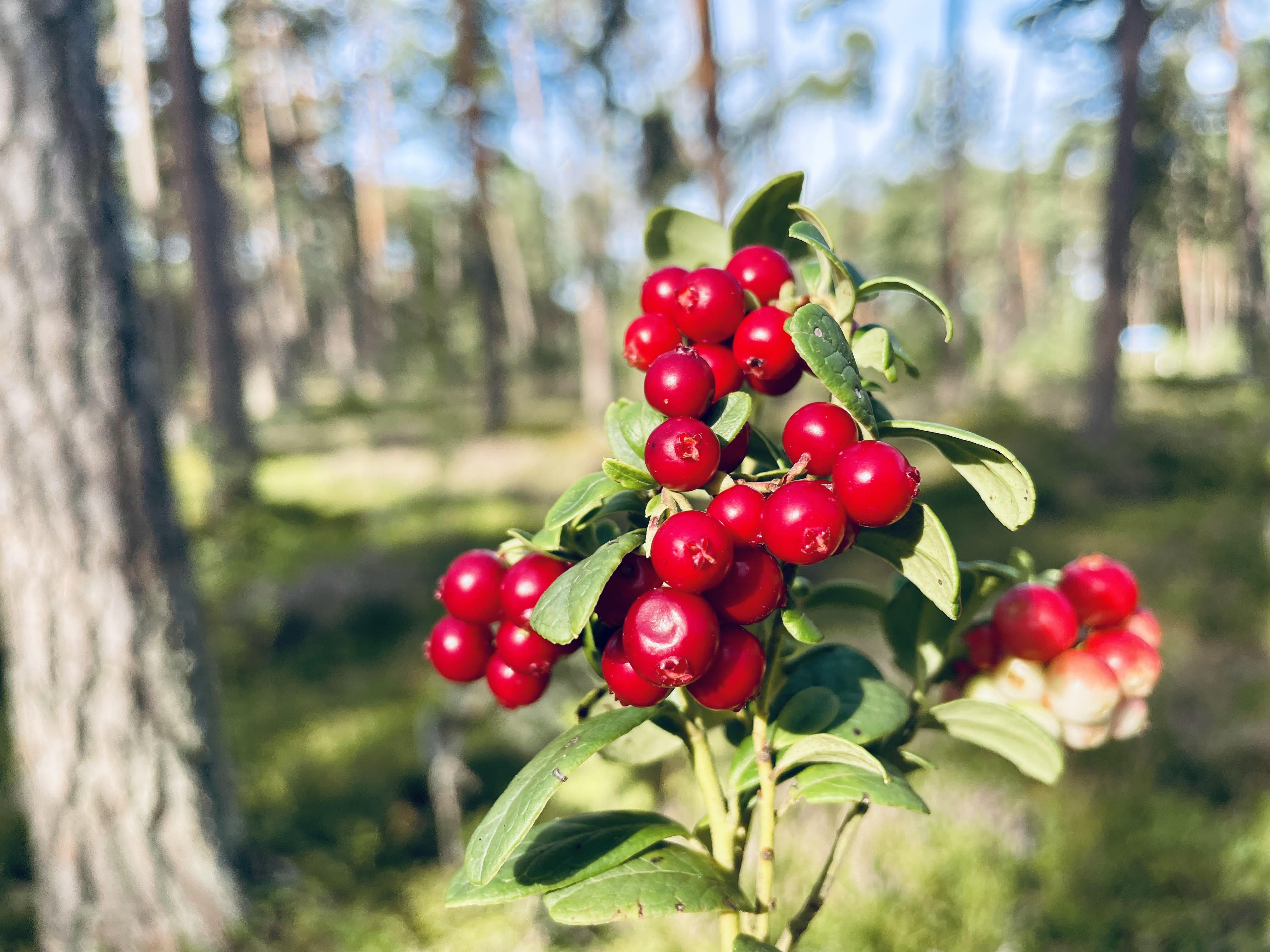 Resepti | Puolukka-omenahillo 